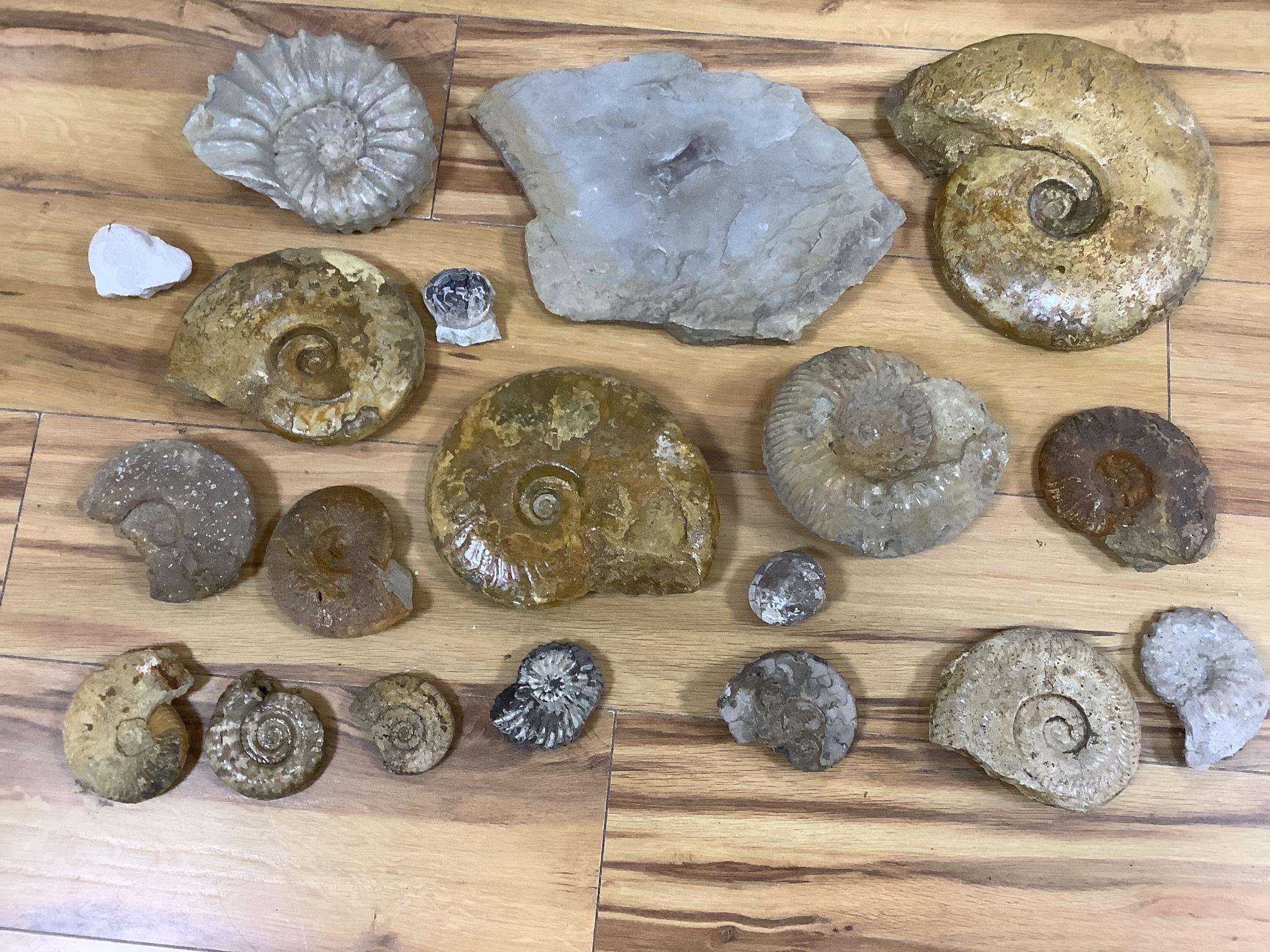 A collection of fossil ammonites and molluscs, The largest 30.5 cm across